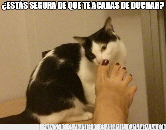 pies,gato,oler,segura,duchar,olor